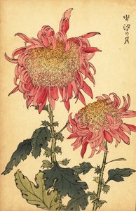 Hybride zalmroze chrysant
