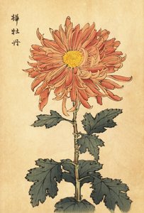 Hybride zalmroze chrysant