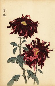 Hybride bonte karmozijnrode en roze chrysant