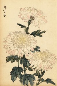 Hybride witte en roze chrysant door Keika Hasegawa