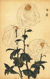 Hybride witte chrysant