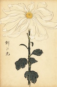 Hybride witte chrysant
