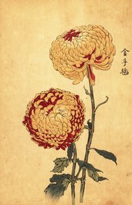 Hybride gele en scharlaken pompon chrysant (gravure)