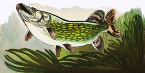 We gaan vissen kijken: de snoek door Keith Linsell