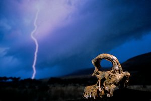DOH; De Eerste Stappen, Gebroken Schedel, STW 847, Bliksem, Hoogveld, Swartkrans, Zuid-Afrika door Kenneth Garrett