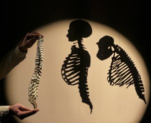 DOH, De Eerste Stappen, Wervelkolom reconstructie, Bruce Latimer, Cleveland Museum of Natural History door Kenneth Garrett