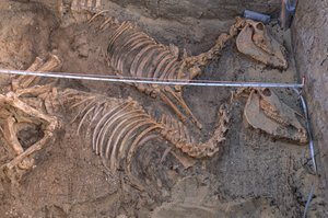 Opgraving van de resten van tien ezels naast een koninklijke begrafenisinperking, Abydos