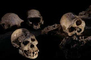Vier schedels van Dmanisi, Dmanisi, Georgië Homo Erectus site