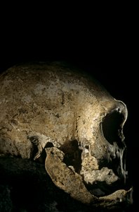 Homo erectus schedel, tandeloos, Dmanisi, Georgië Homo Erectus site
