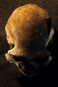 Homo erectus schedel, tandeloos, Dmanisi, Georgië Homo Erectus site