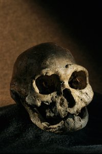 Homo erectus schedel, tandeloos, Dmanisi, Georgië Homo Erectus site