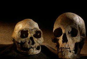 Homo erectus schedel, tandeloos, en moderne menselijke schedel, Dmanisi