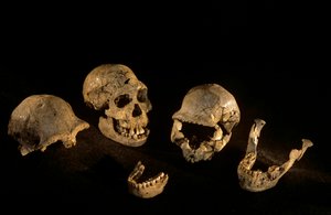 Schedels & onderkaken van Dmanisi, Dmanisi, Georgië Homo Erectus site