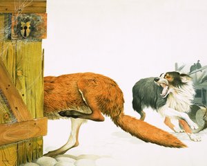 Een colliehond verjaagt een vos