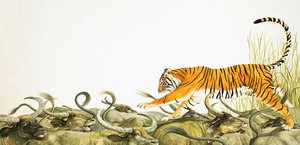 Een tijger die langs de ruggen van buffels rent