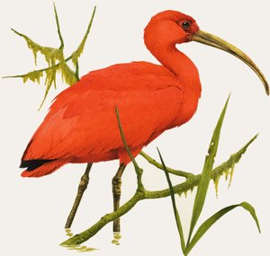 I voor Ibis door Kenneth Lilly