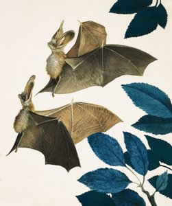 De grootoorvleermuis door Kenneth Lilly
