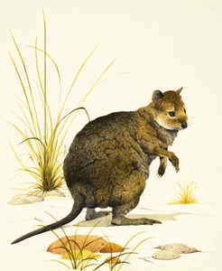 De Quokka uit Australië, een soort wallaby