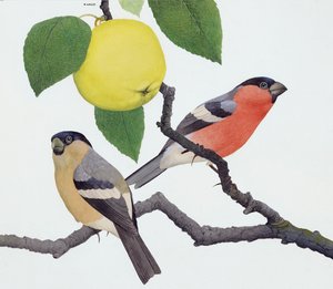 De goudvink (gouache op papier)