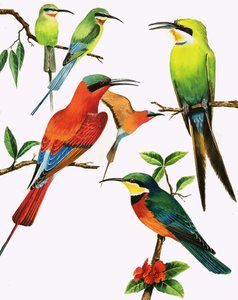 Ongeïdentificeerde vogels