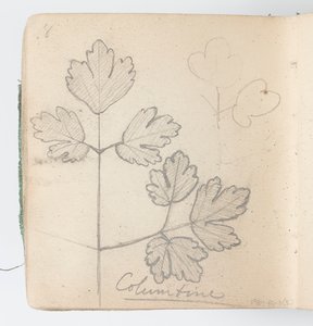 Schetsboekpagina: Columbine
