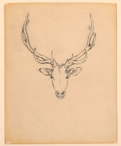 Studie van hertenkop