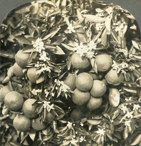 Sinaasappelbloesems en Rijpe Sinaasappels die aan dezelfde Boom Groeien, Californië door Keystone View Company