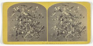 Vogels van New England, 1855-75