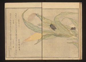 Cicade en spin op maïs door Kitagawa Utamaro