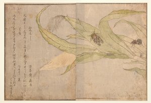 Higurashi en spin, 1788 (houtsnede)