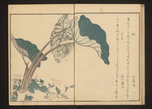 Paardenvlieg op haagwinde en rups op taroplant door Kitagawa Utamaro