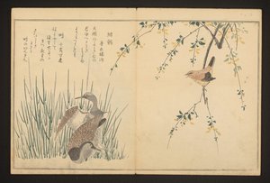 Wilde eend en ijsvogel door Kitagawa Utamaro