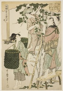 Nr. 2 (ni), uit de serie "Vrouwen Betrokken bij de Zijderupsindustrie (Joshoku kaiko tewaza-gusa)"