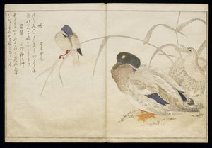 P.332-1946 Vol.2 f.7 Twee wilde eenden en een gewone IJsvogel, uit een album 