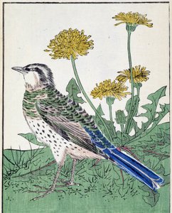Vogel. Japanse tekening door Kitao Kosuisai door Kitao Shigemasa