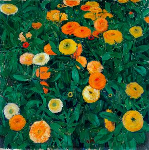 Afrikaanse goudsbloemen