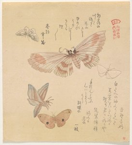Vlinders en motten, uit de serie Een zwerm vlinders door Kubo Shunman