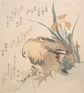 Paar mandarijneenden en irisbloemen, laat 18e-begin 19e eeuw door Kubo Shunman