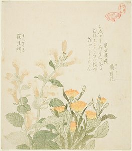 De goudsbloem en de Rajomanbloemen