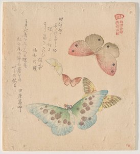 Het Schilderhandboek van Vlinders (Guncho? Gafu) door Kubo Shunman