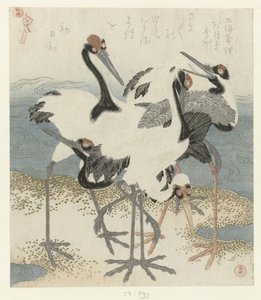 Vijf kraanvogels