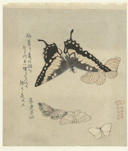 Vijf vlinders (Een serie prenten met vlinders voor de Kasumi dichtersvereniging) (Kasumiren gunchô gafu) (series title) door Kubota Shunman