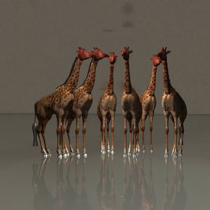 Giraffen in harmonie