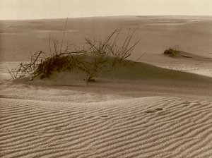 Wanderdune op de Koerse Schoorwal ten noorden van Rossitten