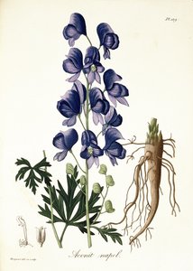 Aconitum Napellus uit 