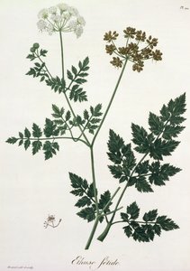 Aethusa Cynapium uit 