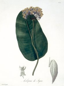 Asclepias Syriaca uit 