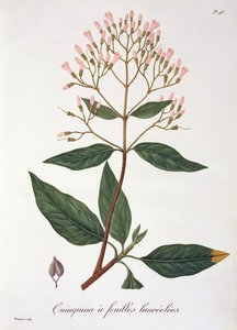 Cinchona uit 