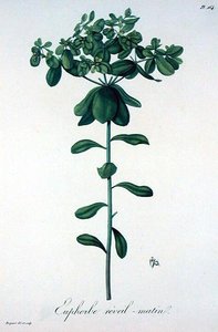 Euphorbia Helioscopia uit 