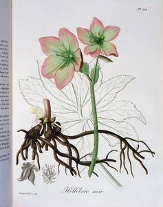 Helleborus Niger uit 